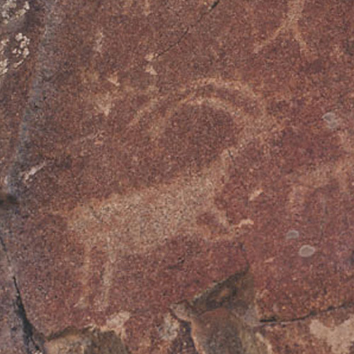 Cave painting of buffalo